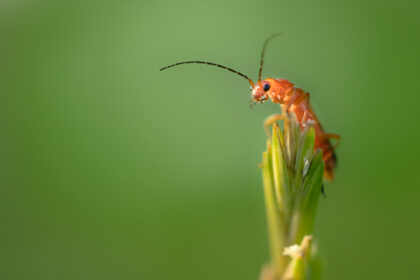 Red Soldier