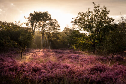 Glowing Heather