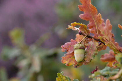 Autumn Acorn