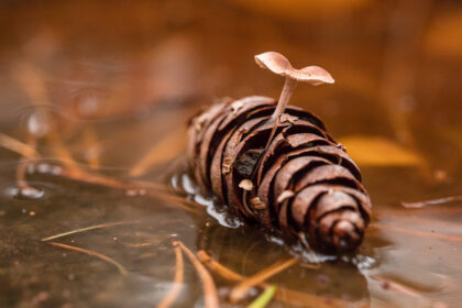 Pine Cone