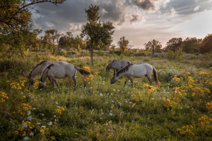 Four Horses