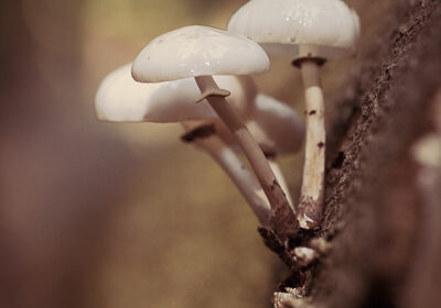 Quattro Funghi