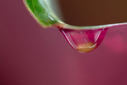 Water Drop - Framed in White