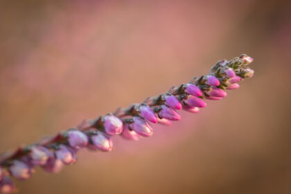 Heather Branch