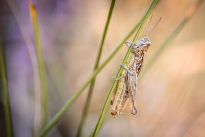 Grass Hopper